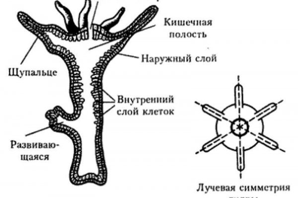 Kraken рабочая ссылка kraken6.at kraken7.at kraken8.at